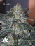 Mandala Seeds / Sadhu - семена конопли от Mandala Seeds