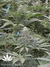 Mandala Seeds / Sadhu - семена конопли от Mandala Seeds