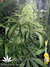 Mandala Seeds / Sadhu - семена конопли от Mandala Seeds