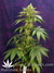Mandala Seeds / Sadhu - семена конопли от Mandala Seeds