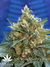Mandala Seeds / Sadhu - семена конопли от Mandala Seeds