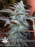 Mandala Seeds / Sadhu - семена конопли от Mandala Seeds