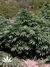 Mandala Seeds / Sadhu - семена конопли от Mandala Seeds