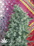 Mandala Seeds / Satori - семена конопли от Mandala Seeds