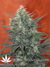 Mandala Seeds / Satori - семена конопли от Mandala Seeds
