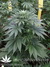 Mandala Seeds / Satori - семена конопли от Mandala Seeds
