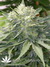 Mandala Seeds / Satori - семена конопли от Mandala Seeds