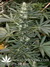 Mandala Seeds / Satori - семена конопли от Mandala Seeds