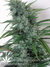 Mandala Seeds / Satori - семена конопли от Mandala Seeds