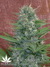 Mandala Seeds / Satori - семена конопли от Mandala Seeds