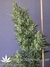 Mandala Seeds / Satori - семена конопли от Mandala Seeds
