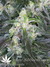 Mandala Seeds / Satori - семена конопли от Mandala Seeds
