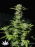 Paradise Seeds / Sensi Star Fem - семена конопли от Paradise Seeds