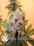 Paradise Seeds / Sensi Star Fem - семена конопли от Paradise Seeds
