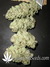 Paradise Seeds / Sensi Star Fem - семена конопли от Paradise Seeds