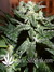 Paradise Seeds / Sensi Star Fem - семена конопли от Paradise Seeds