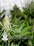 Paradise Seeds / Sensi Star Fem - семена конопли от Paradise Seeds