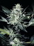 Paradise Seeds / Sensi Star Fem - семена конопли от Paradise Seeds