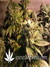 Paradise Seeds / Acid fem - семена конопли от Paradise Seeds