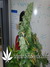 Paradise Seeds / Acid fem - семена конопли от Paradise Seeds