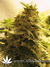 Afghan Skunk Fem - семена конопли от Advanced Seeds