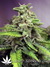 Afghan Skunk Fem - семена конопли от Advanced Seeds