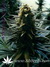 Nirvana Seeds / AK-48 - семена конопли от Nirvana Seeds