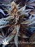 Nirvana Seeds / AK-48 - семена конопли от Nirvana Seeds