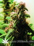 Nirvana Seeds / AK-48 - семена конопли от Nirvana Seeds