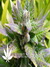 Nirvana Seeds / AK-48 - семена конопли от Nirvana Seeds