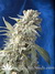 Serious Seeds / AK-47 - семена конопли от Serious Seeds