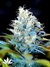 Serious Seeds / AK-47 - семена конопли от Serious Seeds