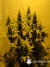 Serious Seeds / AK-47 - семена конопли от Serious Seeds