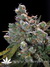 Serious Seeds / AK-47 - семена конопли от Serious Seeds