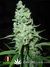 Serious Seeds / AK-47 - семена конопли от Serious Seeds