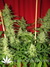 Serious Seeds / AK-47 - семена конопли от Serious Seeds