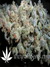 Serious Seeds / AK-47 - семена конопли от Serious Seeds