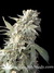Serious Seeds / AK-47 - семена конопли от Serious Seeds