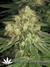 Paradise Seeds / Allkush fem - семена конопли от Paradise Seeds