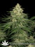 Paradise Seeds / Allkush fem - семена конопли от Paradise Seeds