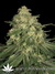 Paradise Seeds / Allkush fem - семена конопли от Paradise Seeds