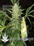 Paradise Seeds / Allkush fem - семена конопли от Paradise Seeds