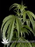 Arjan's Haze №1 fem - семена конопли от Green House Seeds