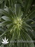Arjan's Haze №1 fem - семена конопли от Green House Seeds