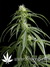 Arjan's Haze №1 fem - семена конопли от Green House Seeds