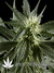 Arjan's Haze №1 fem - семена конопли от Green House Seeds