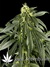 Arjan's Haze №1 fem - семена конопли от Green House Seeds