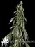Arjan's Haze №1 fem - семена конопли от Green House Seeds
