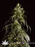 Arjan's Haze №1 fem - семена конопли от Green House Seeds