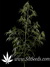 Arjan's Haze №2 fem - семена конопли от Green House Seeds